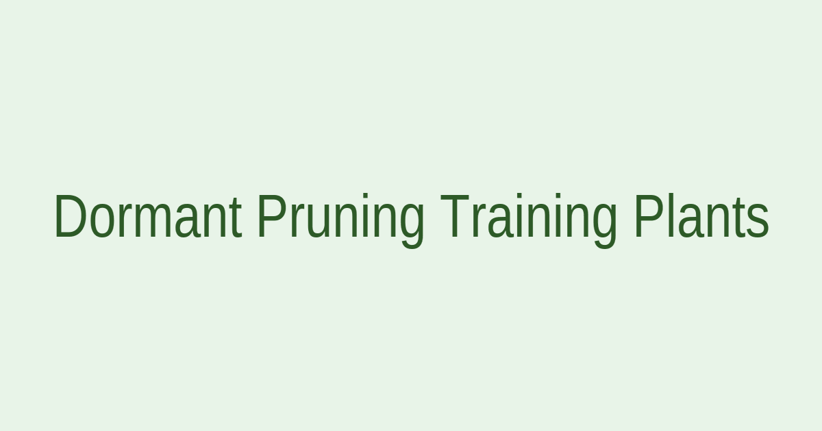 Advanced pruning training dorm plants - close-up of properly pruned dormant rose bush showing clean cuts and bud placement