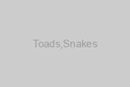 Toads, Snakes & More