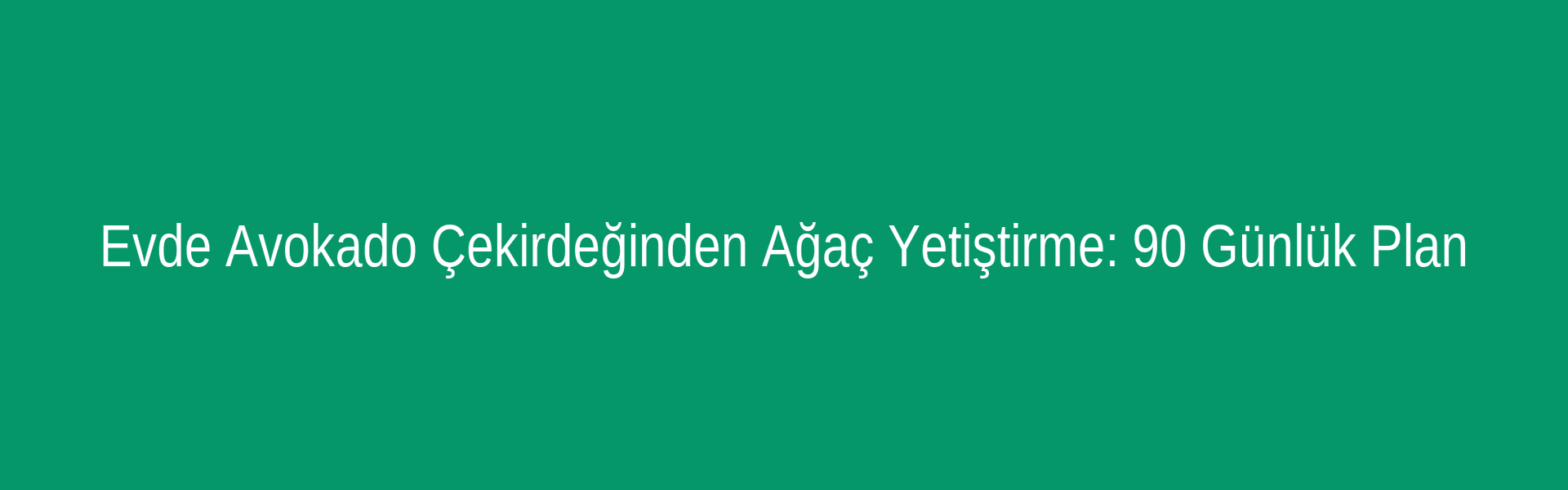 Evde Avokado Çekirdeğinden Ağaç Yetiştirme: 90 Günlük Plan