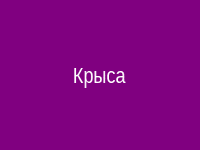 Крыса