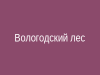 Лес в Вологодской области