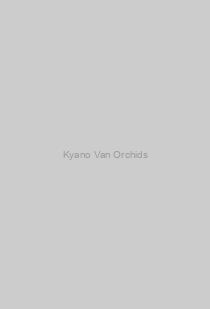 Kyano Van Orchids