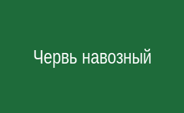 Червь