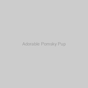 Adorable Pomsky Pup