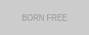 Gối Born Free