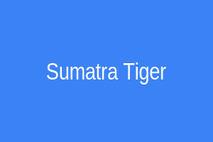 Sumatra Tiger Slot
