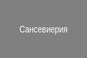 Сансевиерия