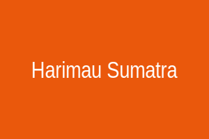 Sumatran Tiger Spin