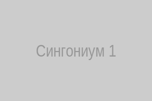 Сингониум в горшке