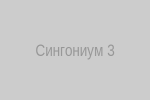 Сингониум с яркими листочками