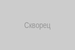 Скворец на ветке