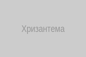 Хризантема