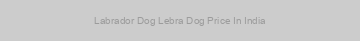 Labrador Dog Lebra Dog Price In India