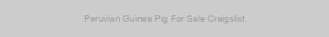 Peruvian Guinea Pig For Sale Craigslist