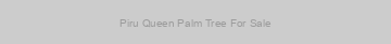 Piru Queen Palm Tree For Sale