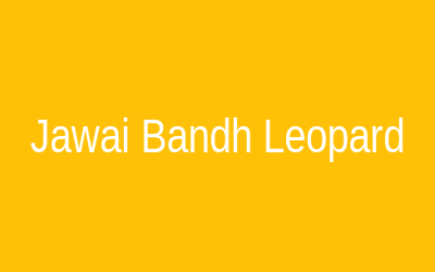 Jawai Bandh Leopard Reserve