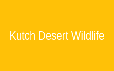 Kutch Desert Wildlife Sanctuary
