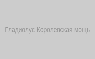 Гладиолус королевская мощь