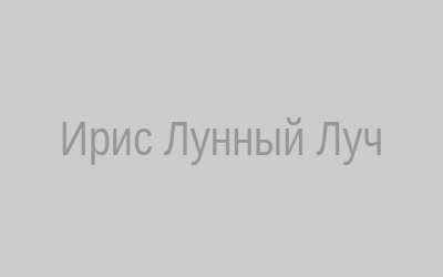 Ирис лунный луч