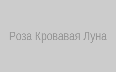 Роза кровавая луна