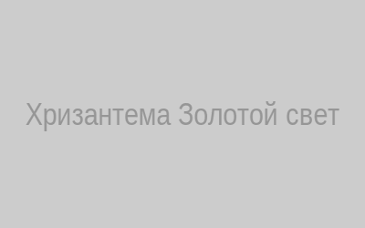 Хризантема золотой свет