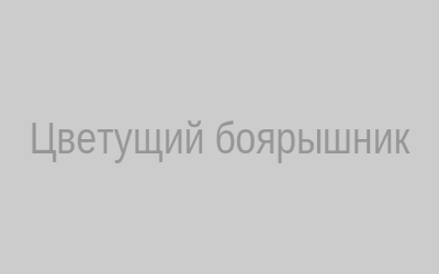Цветущий боярышник
