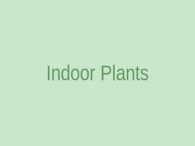 Indoor Plants