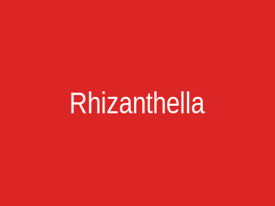Rhizanthella