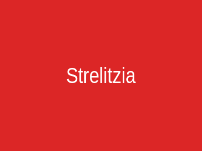 Strelitzia