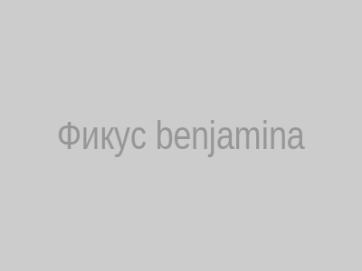 Фикус в горшке