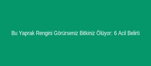 Bu Yaprak Rengini Görürseniz Bitkiniz Ölüyor: 6 Acil Belirti