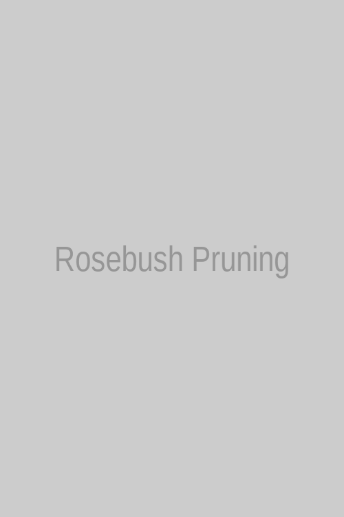 Rosebush Pruning 123Movies Hindi Poster