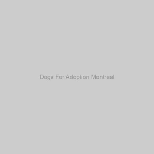 Dogs For Adoption Montreal