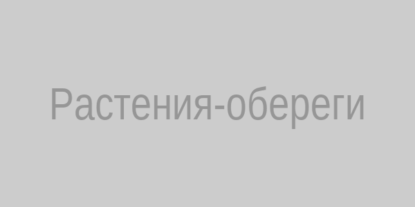 Растения-обереги от сглаза