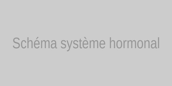 Schéma hormonal