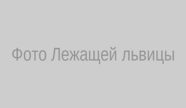 Поза Лежащая львица