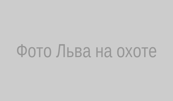 Поза Лев на охоте