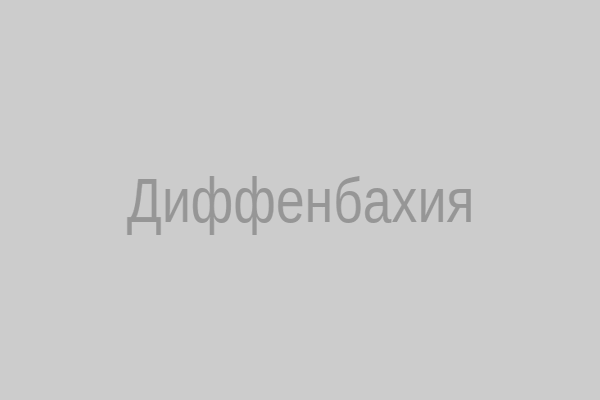 Диффенбахия