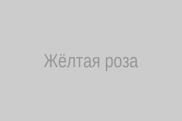 Жёлтая роза