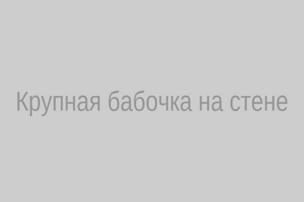 Крупная бабочка на стене – финансовый приток