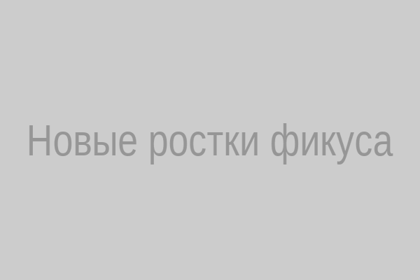 Новые ростки фикуса