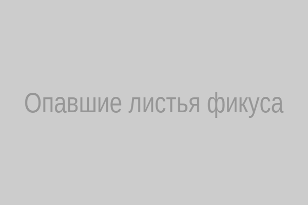 Опавшие листья фикуса