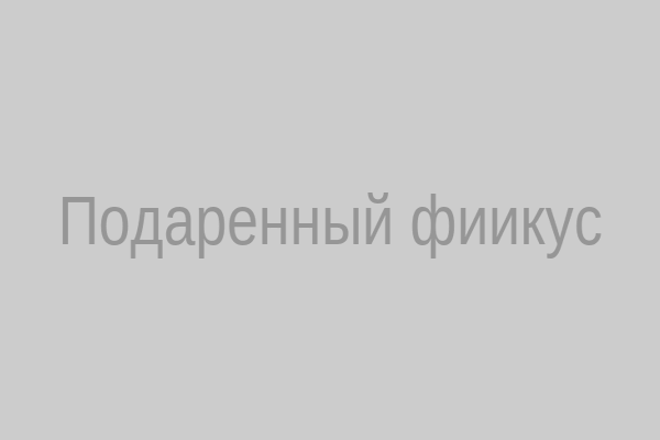 Подаренный фикус