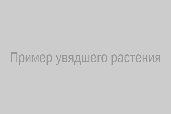 Увядшее комнатное растение