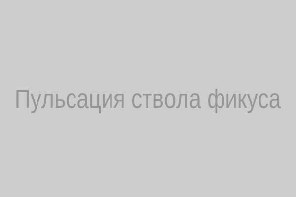 Пульсация ствола фикуса