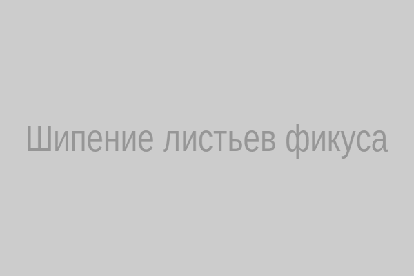 Шипение листьев фикуса