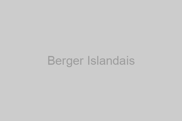 Berger Islandais