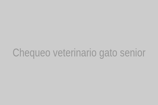 Veterinario revisando a un gato mayor