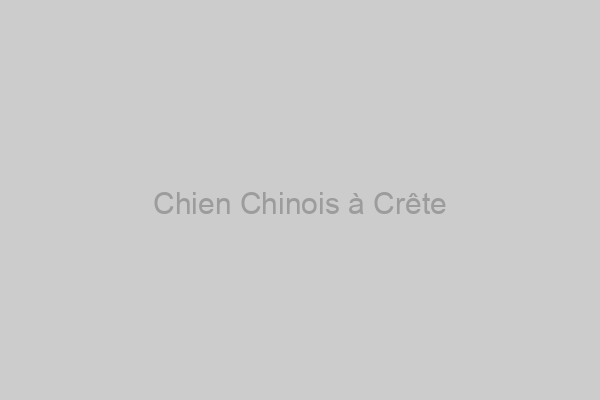 Chien Chinois à Crête