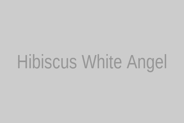 Hibiscus White Angel